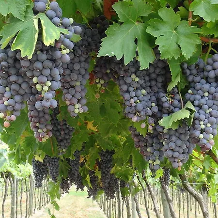 Gospodarstwo agroturystyczne Azienda Agrituristica Corteforte *